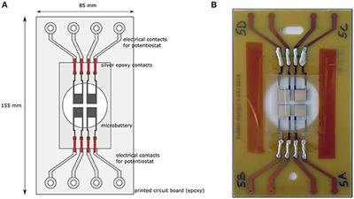 Insight Into the Formation of Lithium Alloys in All-Solid-State Thin Film Lithium Batteries